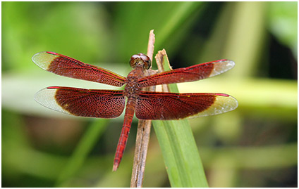 Neurothemis fluctuans mâle