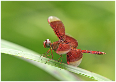 Neurothemis fluctuans mâle