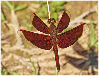 Neurothemis fluctuans mâle