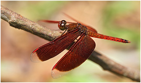 Neurothemis ramburii mâle