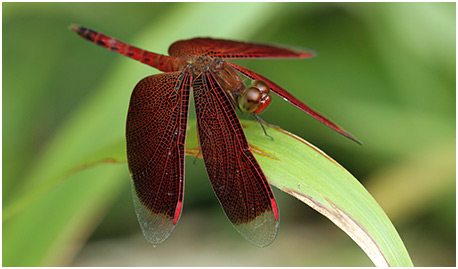 Neurothemis ramburii mâle