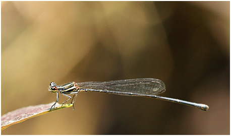 Onychargia atrocyana femelle