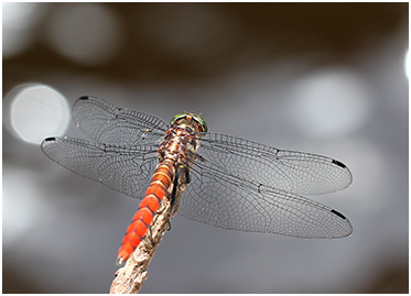 Onychothemis cuminicola mâle