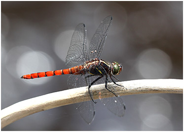 Onychothemis cuminicola mâle