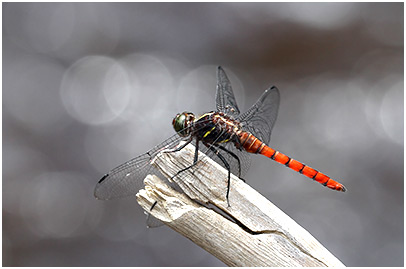 Onychothemis cuminicola mâle