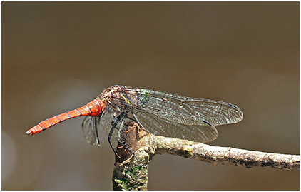 Onychothemis cuminicola mâle