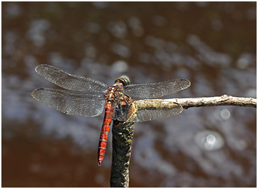 Onychothemis cuminicola mâle