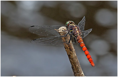 Onychothemis cuminicola mâle