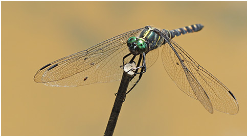 Onychothemis testacea mâle