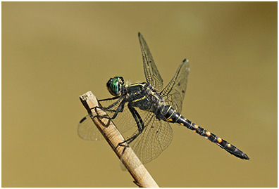 Onychothemis testacea mâle