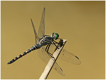 Onychothemis testacea mâle