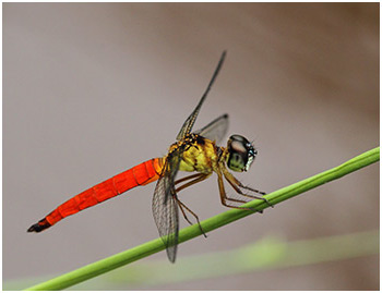 Orchithemis pulcherrima mâle