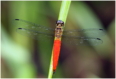 Orchithemis pulcherrima mâle