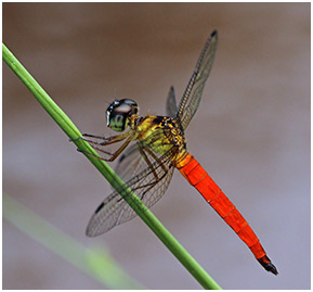 Orchithemis pulcherrima mâle