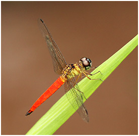 Orchithemis pulcherrima mâle