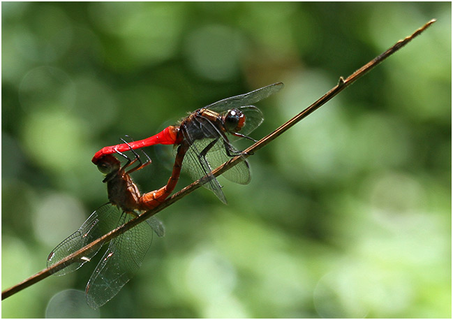 Orthetrum chrysis accouplement