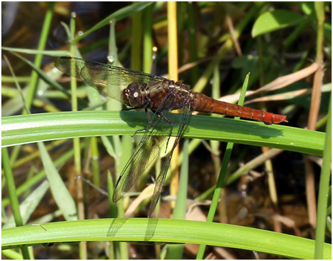 Orthetrum chrysis femelle