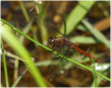 Orthetrum chrysis femelle