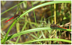 Orthetrum chrysis mâle et femelle