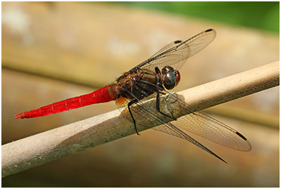 Orthetrum chrysis mâle