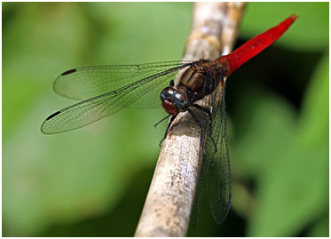 Orthetrum chrysis mâle