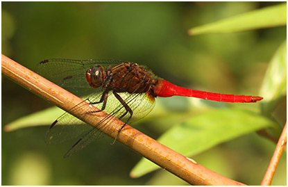 Orthetrum chrysis mâle