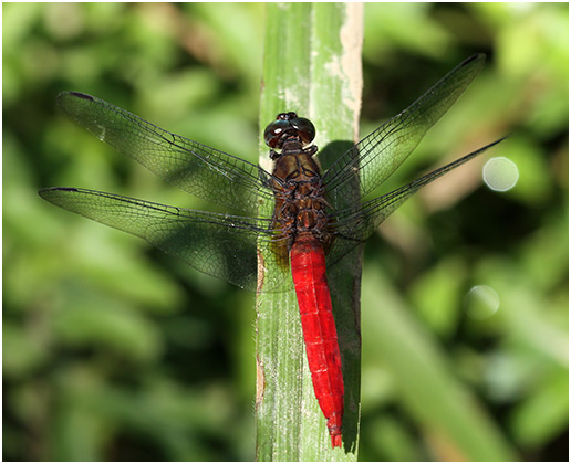 Orthetrum chrysis mâle