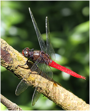 Orthetrum chrysis mâle