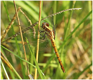 Orthetrum glaucum femelle