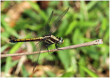 Orthetrum glaucum femelle