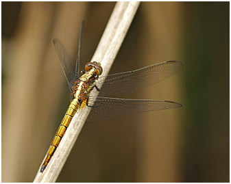 Orthetrum glaucum mâle