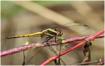 Orthetrum glaucum mâle