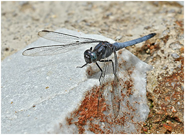 Orthetrum glaucum mâle