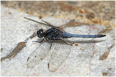 Orthetrum glaucum mâle