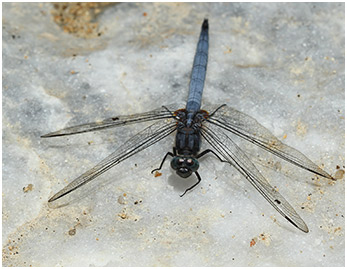 Orthetrum glaucum mâle