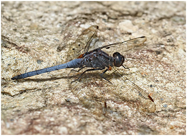 Orthetrum glaucum mâle