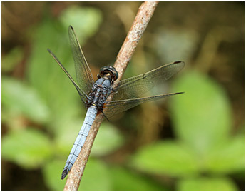 Orthetrum glaucum mâle