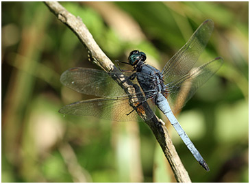 Orthetrum glaucum mâle