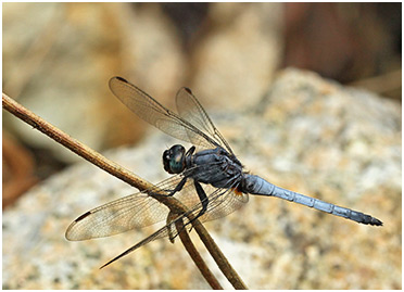 Orthetrum glaucum mâle