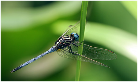 Orthetrum luzonicum mâle