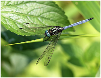 Orthetrum luzonicum mâle