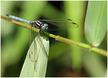 Orthetrum luzonicum mâle