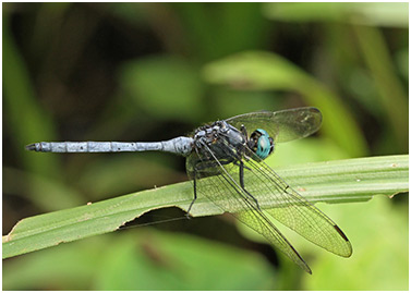 Orthetrum luzonicum mâle