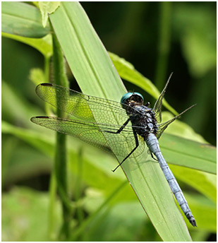 Orthetrum luzonicum mâle