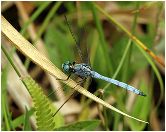 Orthetrum luzonicum mâle