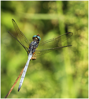 Orthetrum luzonicum mâle