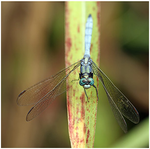 Orthetrum luzonicum mâle