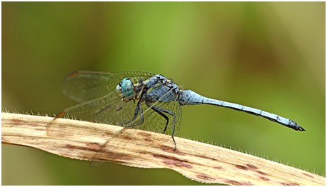 Orthetrum luzonicum mâle