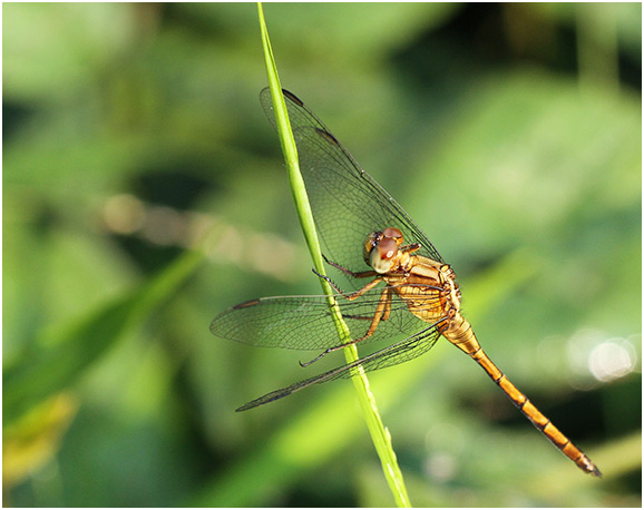 Orthetrum luzonicum mâle immature