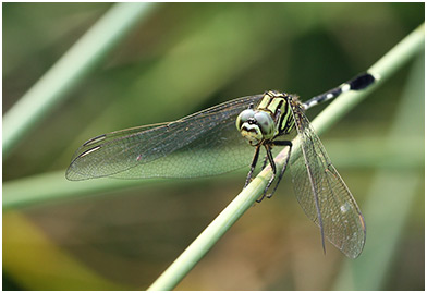 Orthetrum sabina